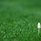 A fungus desperately tries to break through the monoculture.